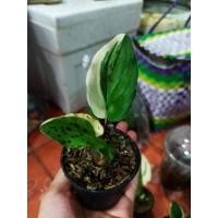 ราคา #ต้นรวยล้นฟ้าด่าง#รวยล้นฟ้าใบด่าง#รวยล้นฟ้า (11967705261)