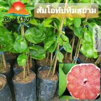 ราคา กิ่งส้มโอทับทิมสยาม ส้มโอทับทิมสยาม กิ่งพันธุ์ ต้นไม้ ไม้ผล ต้นพันธ์ เมล็ดพันธ์ พันธุ์ไม้ ไม้มงคล ไม้ฟอกอากาศ เมล็ดพั... (4837249511)