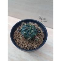 ราคา ต้นกระบองเพชร-ยิมโนแอมซิไอ,แม่ลูกดกด่าง,ลูกชุบ-40บาท (5567635374)