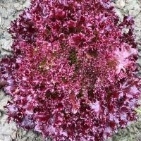ราคา (Red Lettuce Seeds) เมล็ดพันธุ์ ผักกาดหอมแดง บรรจุ 500 เมล็ด ผักสลัด high yield (56954653530)