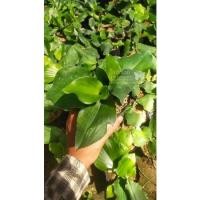 ราคา ว่านเปราะหอม/เสน่ห์จันทร์หอม #กลิ่นหอมมาก#ว่านศักดิ์สิทธิ์ (8879791525)