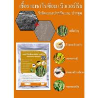 ราคา เชื้อราบิวเวอร์เรีย+เชื้อราเมธาไรเซียม แบบผง กำจัดหนอน ด้วง เพลี้ย แมลงศัตรูพืช ชนิดปากกัด และปากดูด (21044392997)