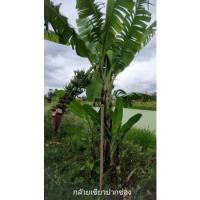 ราคา กล้วยเขียวปากช่อง : (หน่อขุดสด) (7693888561)