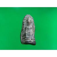 ราคา พระพิจิตร เขี้ยวงู พิมพ์ชลูด กรุท่าฉนวน ขนาด 2 ซม. เนื้อดินเผา สีดำ เนื้อจัดแกร่ง ฝ้ากรุเก่า (100169) (52054470500)