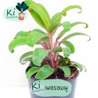 ราคา ต้นเพชรชมพู ต้นไม้มงคล ต้นไม้จิ๋ว (14551820620)