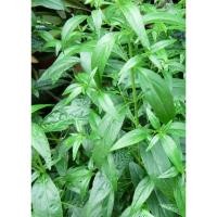 ราคา เมล็ดพันธุ์ฟ้าทะลายโจร20เมล็ด (24213723639)