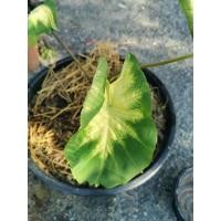 ราคา ข้อ​ Colocasia​ Amber​ lava​ (new​ hybrid)​ (12969548565)