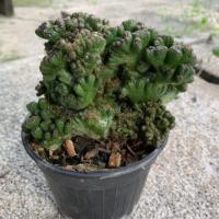 ราคา ต้นหยกวิมาน หรือต้นหยกนำโชคกระถาง4 นิ้ว (11912390221)