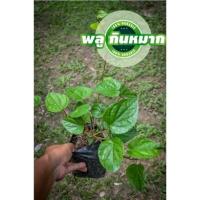 ราคา พลู กินกับหมาก ต้นพันธุ์ พลูขาว เป็นพืชไม้เลื้อยที่นิยมนำมากินคู่กับหมาก (12840785436)