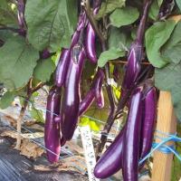 ราคา เมล็ดพันธุ์ มะเขือยาว สีม่วงญี่ปุ่น Japanese Pickling Eggplant Seed 20 เมล็ด คุณภาพดี ราคาถูก ของแท้ 100% (47505017385)