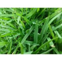 ราคา เมล็ดพันธุ์หญ้านวลน้อย1,000เมล็ด (11120919847)