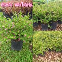 ราคา ต้นหลิว หลิวไต้หวัน ติดดอกทุกต้น สีสวย ต้นแข็งแรง ปลูกง่าย (26179456608)