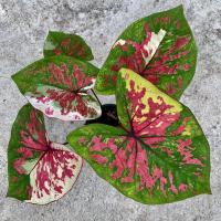 ราคา บอนสีพระธาตุพนม พระธาตุพนม (23329801961)