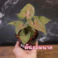 ราคา ต้นออมนาค ออมนาค ไม้มงคล เรียกเงินทอง โชคลาภ (11263128788)