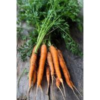 ราคา เมล็ด ลิตเติ้ลฟิงเกอร์ แครอทจิ๋ว ออเเกนิค 100 เมล็ด 100seed Organic Carrot Little Finger Baby Carrot Seeds Sweet (17794496553)
