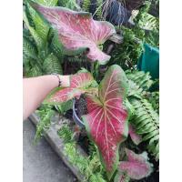 ราคา บอนสี ไกรทองบอนเก่า กระถาง5นิ้ว (19389487600)