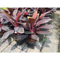 ราคา ต้นแดงทับทิมสยาม หรือ ต้นหมากผู้หมากเมีย กระถาง 11 นิ้ว (17242738362)