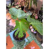 ราคา Monstera deliciosa​ มอนสเตอร่า​ ไจแอ้นท์​ ไม้ฟอกอากาศ​ (24163409679)