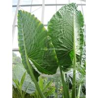 ราคา บอนกระดาดยักษ์, บอนยักษ์, ต้นกระดาด, ต้นบอน, Alocasia Borneo Giant (40869104733)