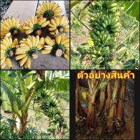 ราคา (2หน่อ)(vาย หน่อพันธุ์) หน่อ ต้น กล้วยไข่หนักหวี ต้นกล้วยไข่หนักหวี กล้วยไข่ หนักหวี ต้นกล้วยไข่ happy (16703949073)