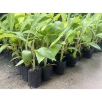 ราคา กล้วยน้ำว้าพันธุ์มะลิอ่อง (20402606012)