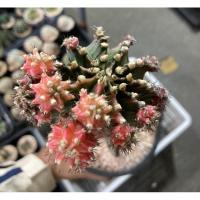 ราคา เมล็ดแคคตัส เมล็ดยิมโนด่าง 100 เมล็ด 69 บาท ยิมโน ยิมโนด่าง (6577992811)