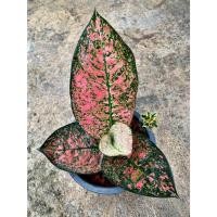 ราคา Aglaonema MoradokThai อโกลนีมา มรดกไทย (23847808650)