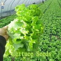 ราคา 600 เมล็ด ผักสลัด เมล็ดผัก เมล็ดผักสลัด เมล็ดพันธุ์ เมล็ดพันธุ์ผักสลัด Lettuce Seeds (28205992229)