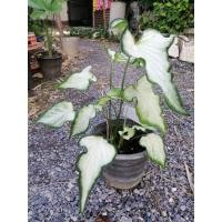 ราคา #​ต้นกวนอิมไม้มงคลไม้ฟอกอากาศ​ (21229397365)