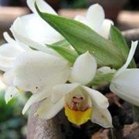 ราคา 3 หัว ว่านจูงนาง เสน่ห์ว่านจูงนาง Geodorum attenuatum Griff (5963082660)