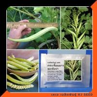 ราคา กระเจี๊ยบมอญยาว - Louisiana Long Okra บรรจุชุดละ 10 เมล็ด มีคุณภาพ ของแท้ % (258542887)