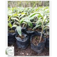 ราคา ต้นพันธุ์ปาล์มหางกระรอก (42156274964)