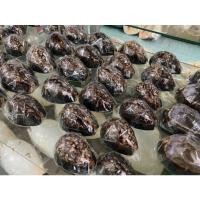 ราคา 1 ตัว เปลือกแก้ เบี้ยครู ขนาดใหญ่3-3.3นิ้ว เปลือกหอยธรรมชาติ (8464591236)