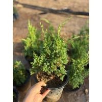 ราคา สนมังกร กระถาง 6นิ้ว (24639185951)