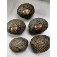 ราคา เบี้ยแก้หลวงปู่บุญ​ วัดกลางบางแก้ว​ จ.นครปฐม (6855402060)