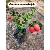 ราคา ต้นมะม่วงหาว มะนาวโห่ญี่ปุ่น (53205167415)
