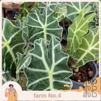 ราคา (ส่งไว)ต้นแก้วสารพัดนึก ว่านแก้วสารพัดนึก ตัวผู้ (22349276928)