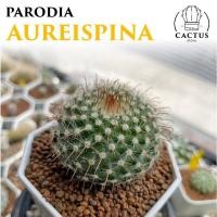 ราคา Parodia aureispina พาโรเดีย ไม้เมล็ด (25821702658)
