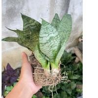 ราคา ต้นลิ้นมังกรแคระสีเขียว (24615927763)