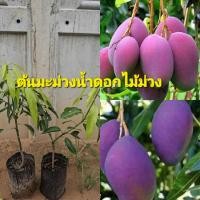 ราคา มะม่วงน้ำดอกไม้สีม่วง (42604712138)