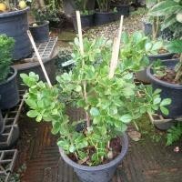 ราคา แก้วเจ้าจอม ขนาดกระถาง 10 นิ้ว (28829542775)