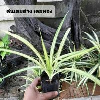 ราคา ต้นเตยด่าง ต้นเตยทอง (24371082602)