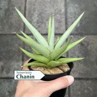 ราคา ต้นลิ้นมังกร Sansevieria Chanin (41973129055)