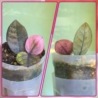 ราคา กวักมรกตดำด่างชมพู กวักดำด่าง เชื้อดีลายด่างชัด รากเดินดี (44460693137)