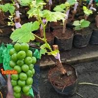 ราคา ไซมัสคัต ลูกสีเขียว ไร้เมล็ด หวานกรอบ ปลูกง่าย (21941130164)