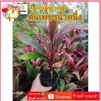 ราคา ต้นเพชรน้ำหนึ่ง หรือหมากผู้หมากเมีย เป็นไม้มงคล ต้นไม้มงคล ไม้ประดับใบมีสีเขียวขอบแดง มีอายุนาน (22218263216)