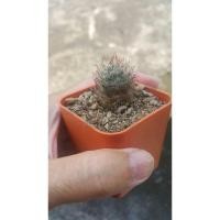 ราคา กระบองเพชร แคสตัส ไม้อวบน้ำ หน่อแมมเม็ดพริก หนามแดง castus (4552867276)