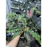 ราคา Philodendron Ring of Fire ฟิโลเดนดรอนใบเลื่อยด่าง (17922758371)