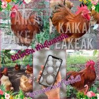 ราคา ไข่ลุ้นเชื้อไก่มินิโคชิน​ ระวังร้านค้าปลอมเอารูปร้านไปลงขาย ไข่ไก่เชื้อ​ สวยงาม​​ ​ (14749201724)