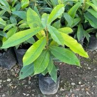 ราคา ต้นมะริด ไม้ป่าหายาก ไม้โบราณหายาก ไม้ป่าเศรฐกิจราคาแพง (20-30ซม) (42805058465)